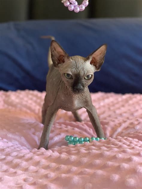 Published 30+ days ago. . Sphynx kitten for sale los angeles